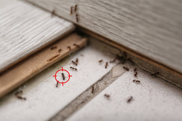 Flea Control Services in Val Verde, CA