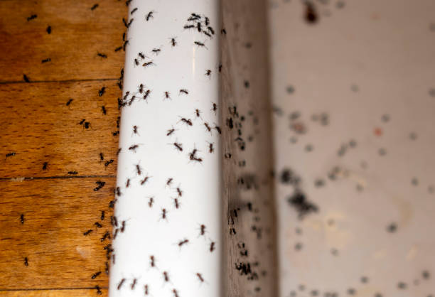 Best Pest Control for Restaurants  in Val Verde, CA