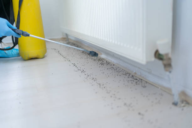 Best Local Pest Control Services  in Val Verde, CA